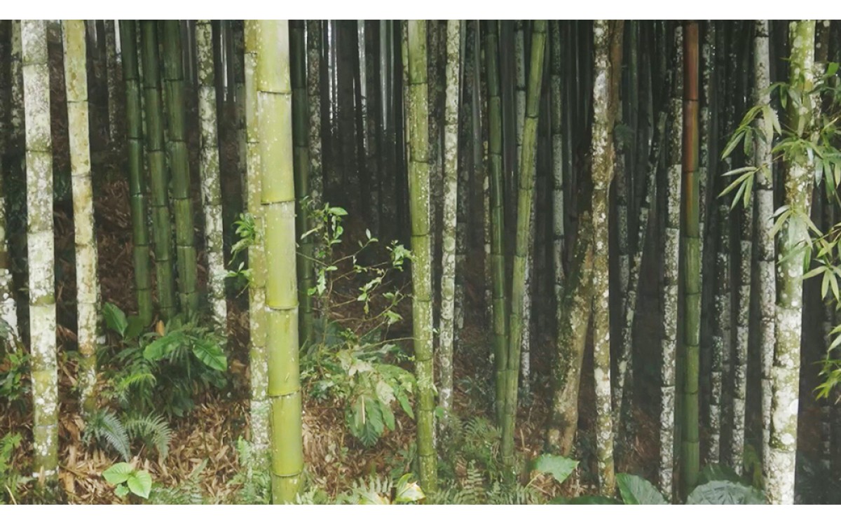 Experience to go hunting bamboo shoots in the forest